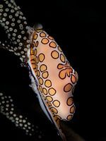 Karibische Flamingo-Zunge