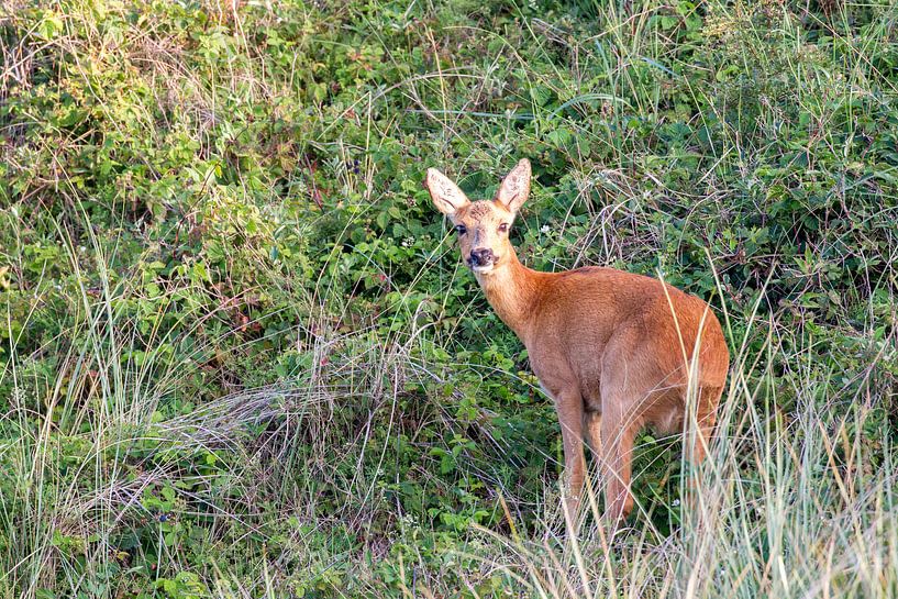 Cerf (Capreolus capreolus) par Dirk Rüter
