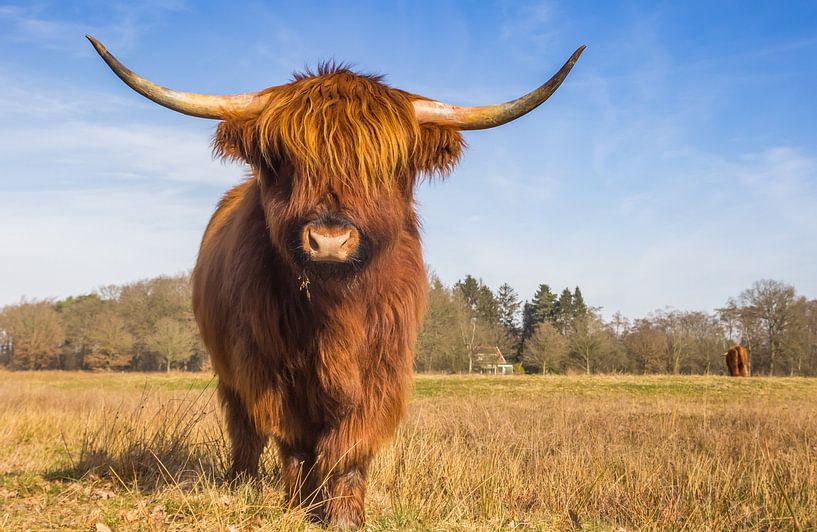 A Scottish highlander cow stands in nature reserve the Hondstongen in Drenthe by Marc Venema