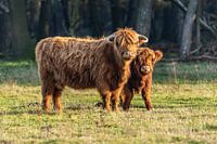 Highlander-Mutter mit Kalb.