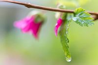 Regentropfen im Wald. 