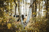 Forest cow