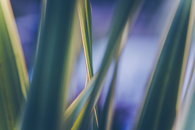 Ligne tracée par Hiske Boon