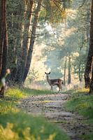 Der Weg des Rehs.