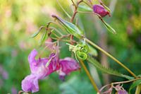 Gros plan sur la fleur sauvage (Impatiens glandulifera)