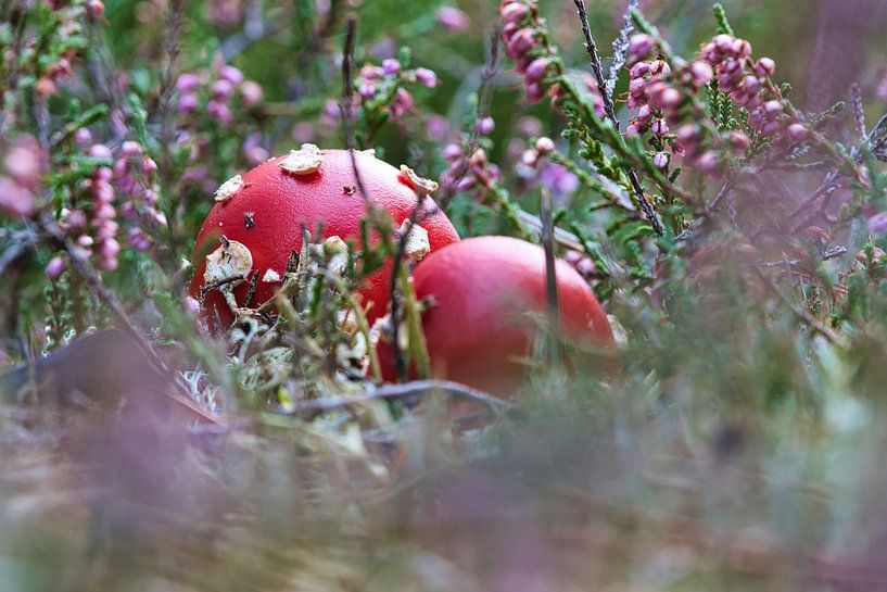 Fly agaric among heather by Martin Köbsch