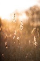 Reed at sunset