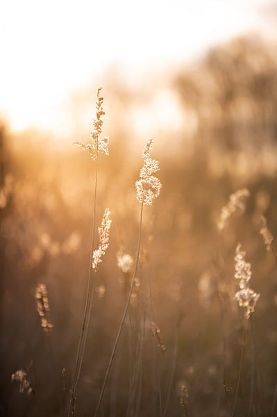 Roseau au coucher du soleil par Maria-Maaike Dijkstra