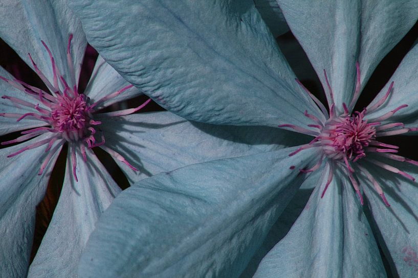 clematis by Andrea Meister