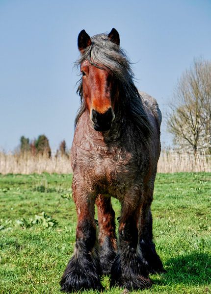 Dieses Pferd ist eine zähe Schönheit. von Natuurpracht   Kees Doornenbal