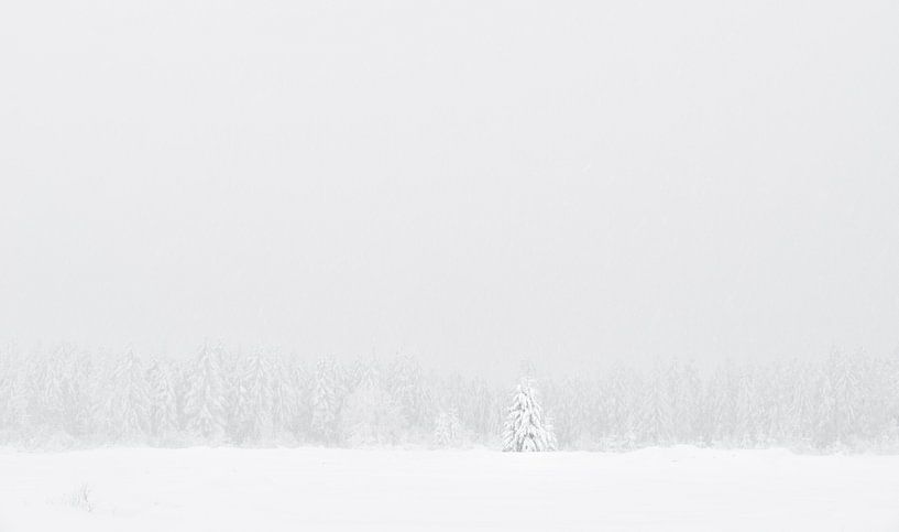 Winterbaumgrenze von Raoul Baart