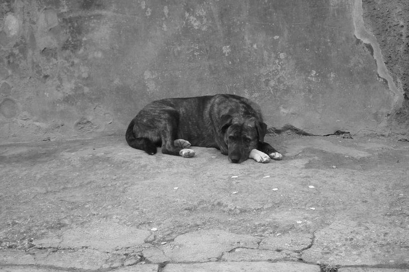 Black-and-White 9 von Lyn Van Veldhoven