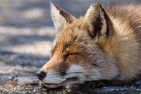 Vos genietend van de zon