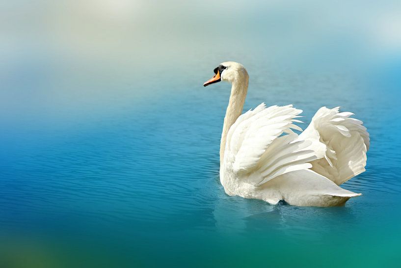 Schwanengesang von Heike Hultsch