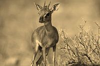 DikDik