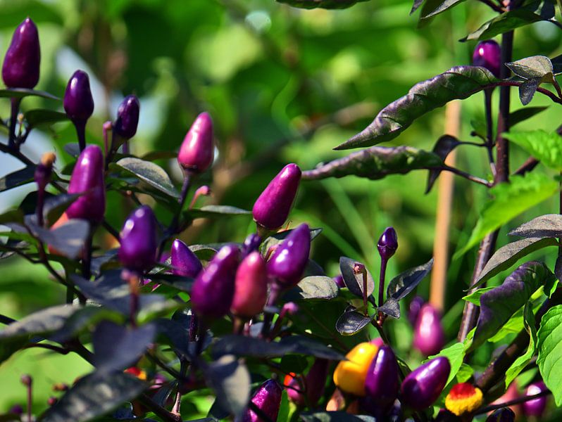 Garden chillies by Edgar Schermaul