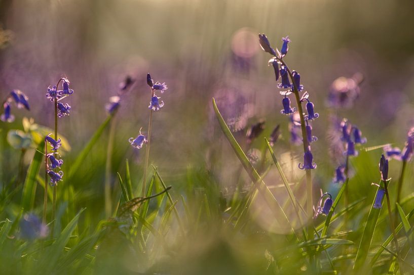 Blaue Waldhyazinthen in der Morgensonne von Jim De Sitter