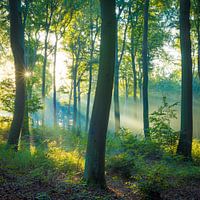 Light in the beech forest