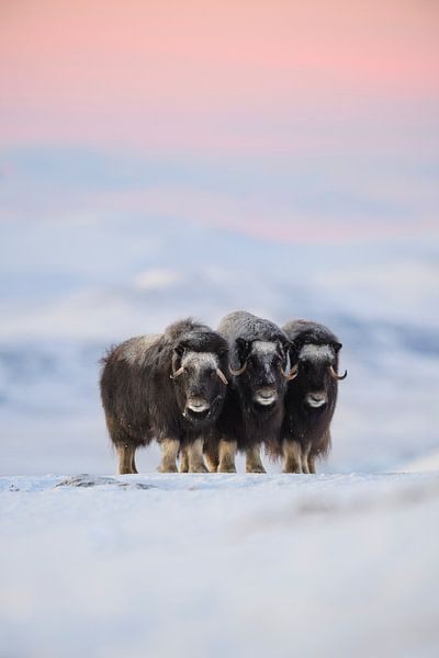 Muskox von Roberto Marchegiani