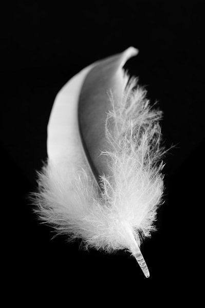 Bird feather in black and white by Hanny Andela - Andelafotografie