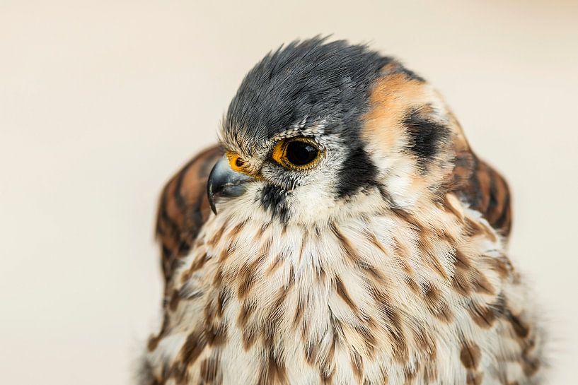 Falcon eyes von Rob Smit