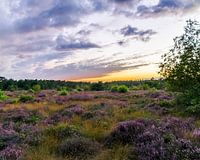 Setting sun on the Veluwe