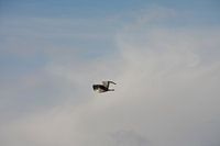 Stork in the sky