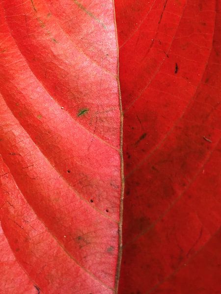 Feuille texturée rouge nature automne  par Samantha Enoob