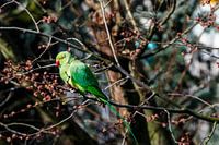 Grünkragensittich in einem blühenden Baum in Amsterdam, Niederlande