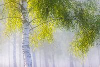 Vert bouleau dans la lumière