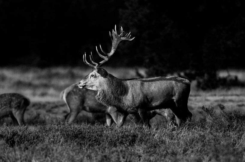 Indrukwekkend Zwartwit von Hugo Onink