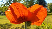 La luminosité de l'été - une fleur de pavot en contre-jour