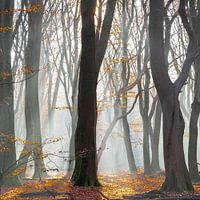 Het Speulder- en Sprielderbos in de ochtendmist