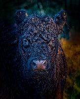 Schottischer Hochlandbewohner