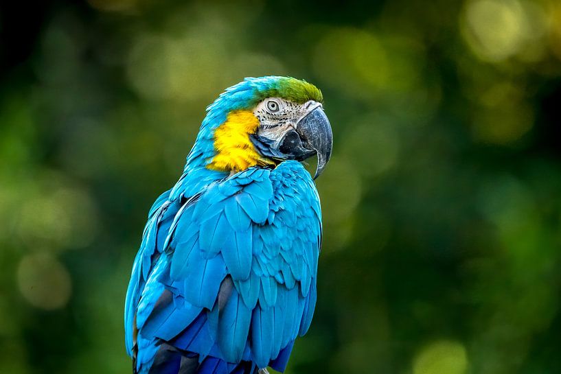Parrot by Maurice Meerten