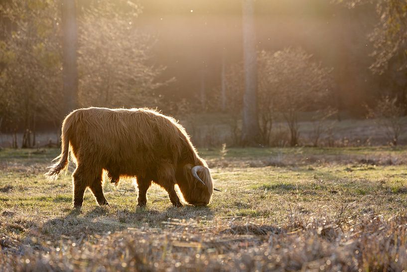Hooglanders tegen het licht van Jan Schuler