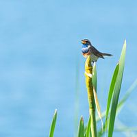 Singender Blaukehlchen