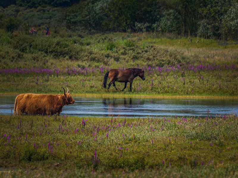 Wildpferd und schottischer Highlander bei Bakkum von Andre Bolhoeve