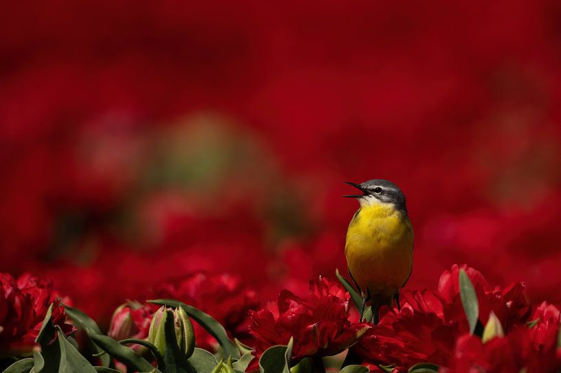 Bergeronnette jaune entre les tulipes rouges, polder du nord-est, oiseau chanteur, par Corrie Post