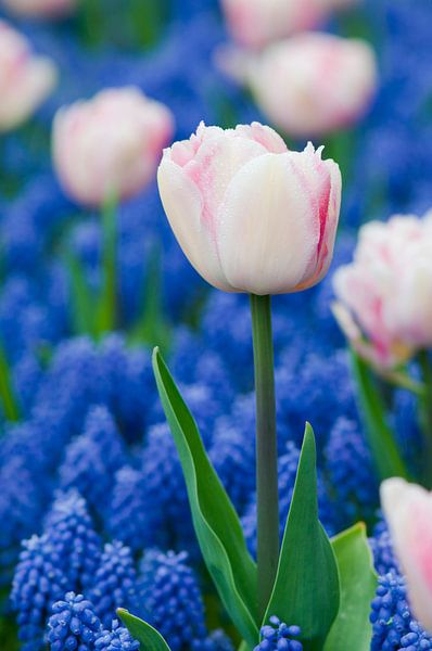 Pink tulips and muscari  - Keukenhof par Tamara Witjes