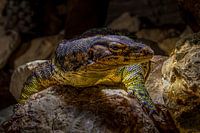 Water dragon Varanus salvator