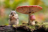 Herbst mit den Eichhörnchen 4