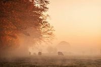 Vaches dans le brouillard au lever du soleil