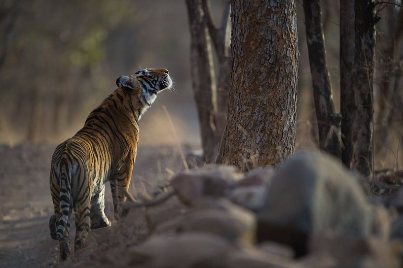 Den Leoparden genau im Auge behalten von Koen Hoekemeijer