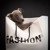 Sac pour chien