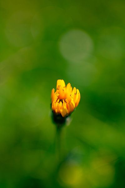 Flower detail by Leo Schindzielorz