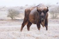Wisent après une nuit de gel