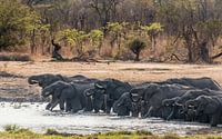 Des éléphants qui boivent dans le PN de Hwange, au Zimbabwe