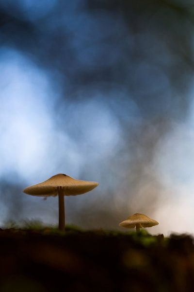 Twee paddenstoelen op bosbodem par Mark Scheper