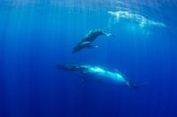 Band tussen moeder en baby